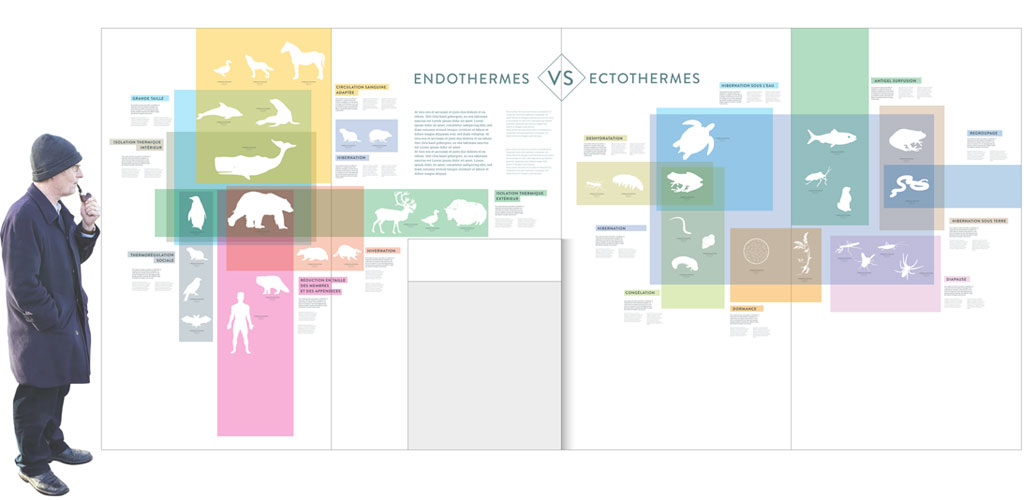 Ectothermes versus endothermes